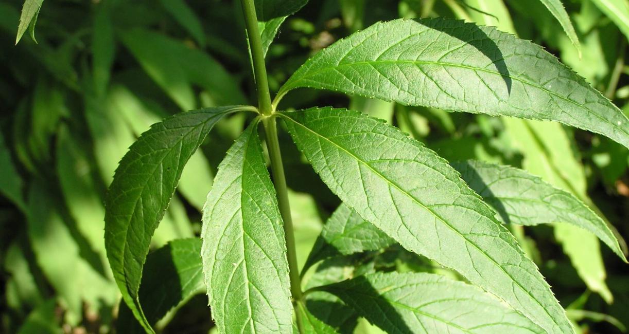 Culvers Root leaves