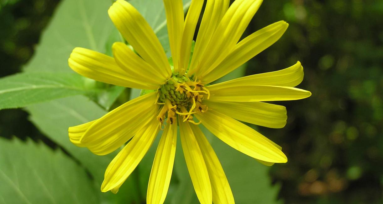 Cup Plant flower