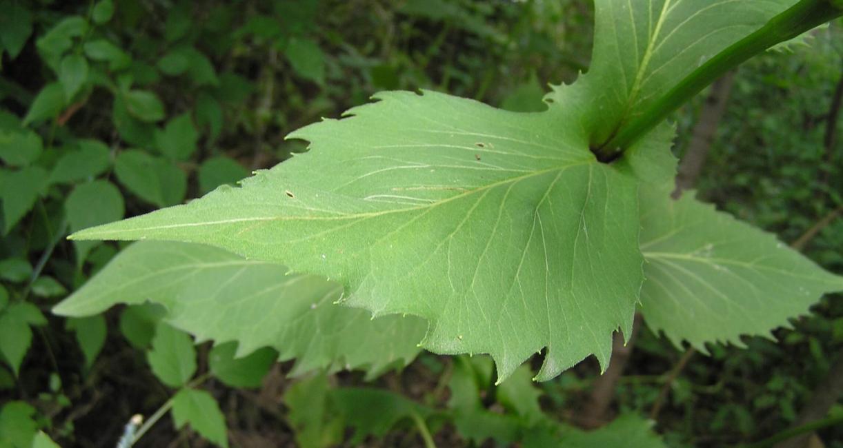 Cup Plant leaves