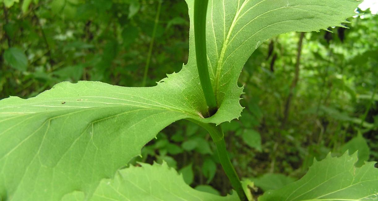 Cup Plant leaves