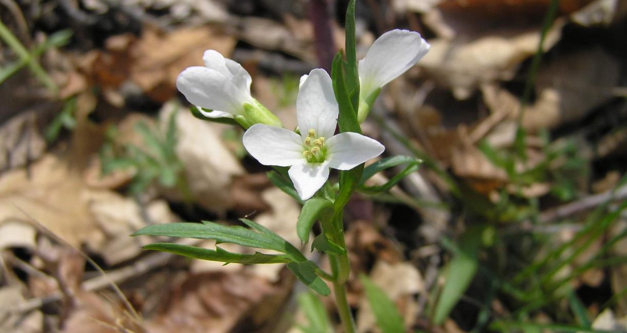 Cut Leaved Toothwort flower