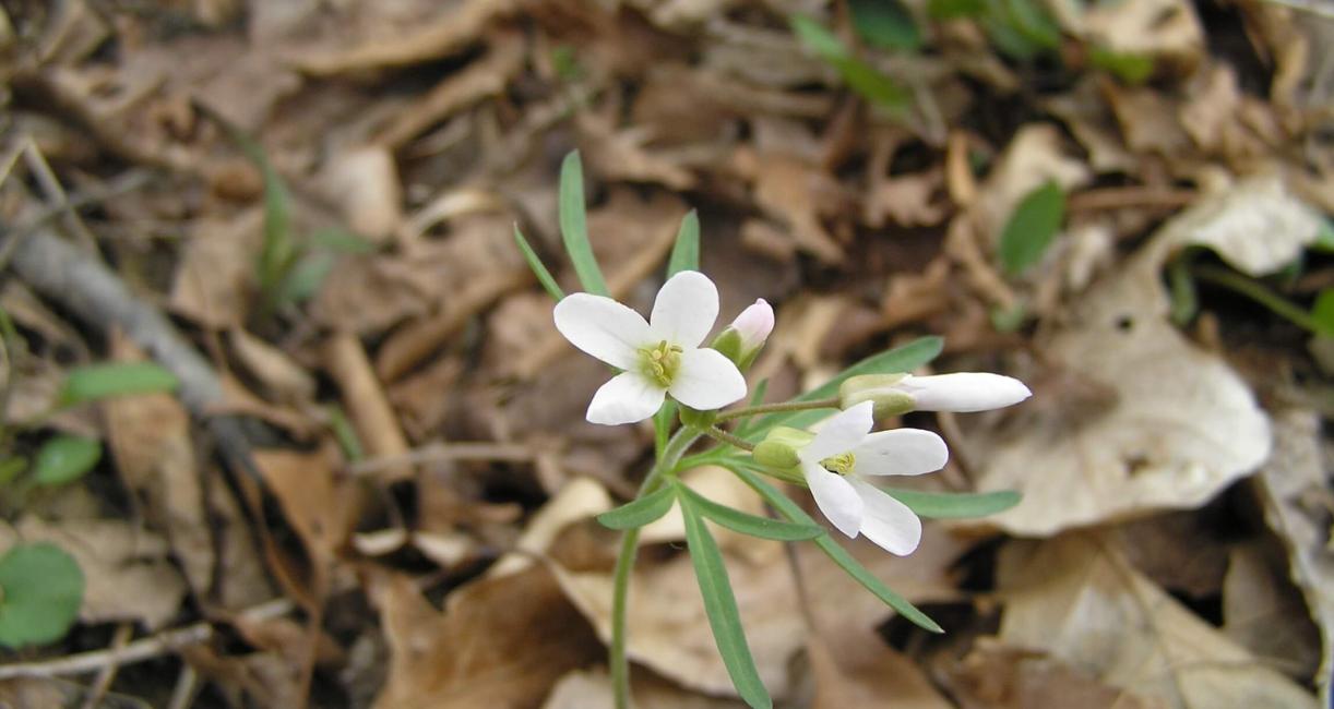 Cut Leaved Toothwort flower