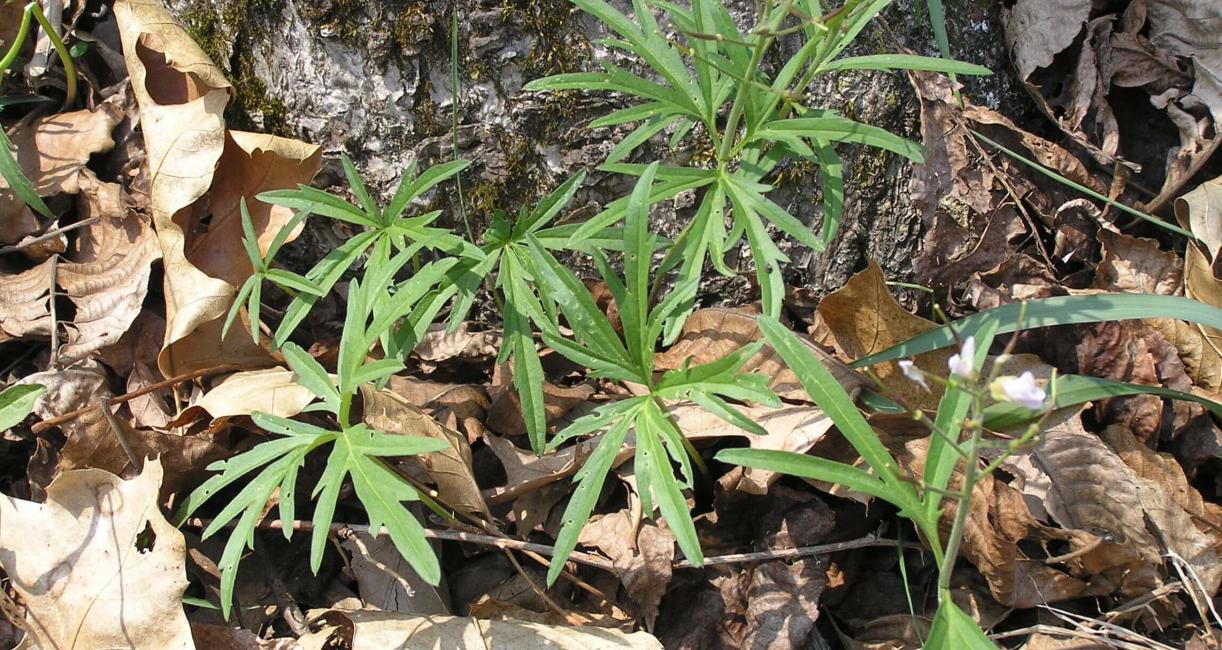 Cut Leaved Toothwort habit