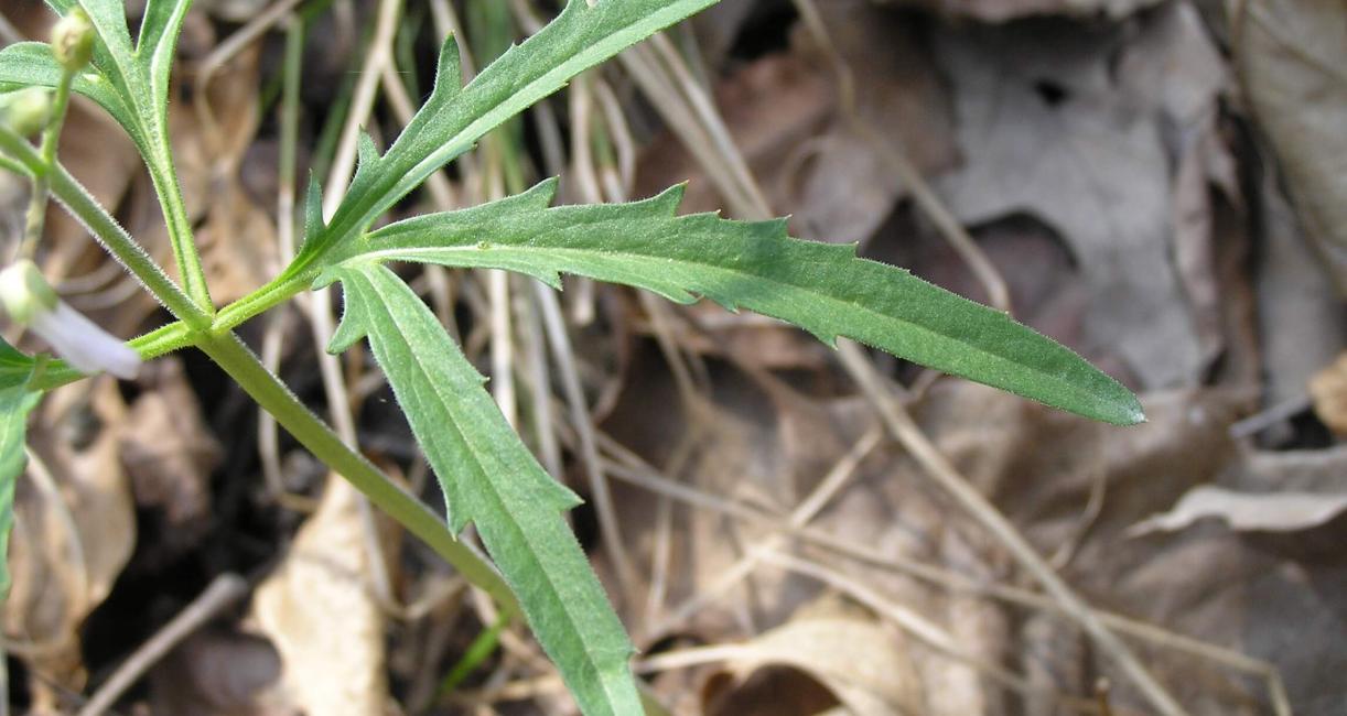Cut Leaved Toothwort leaves