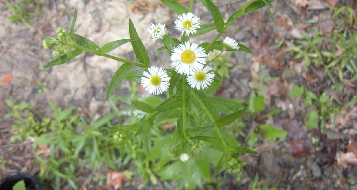 Daisy Fleabane flower