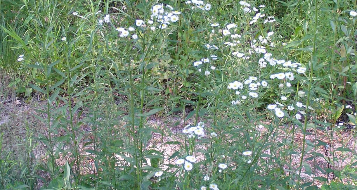 Daisy Fleabane habit