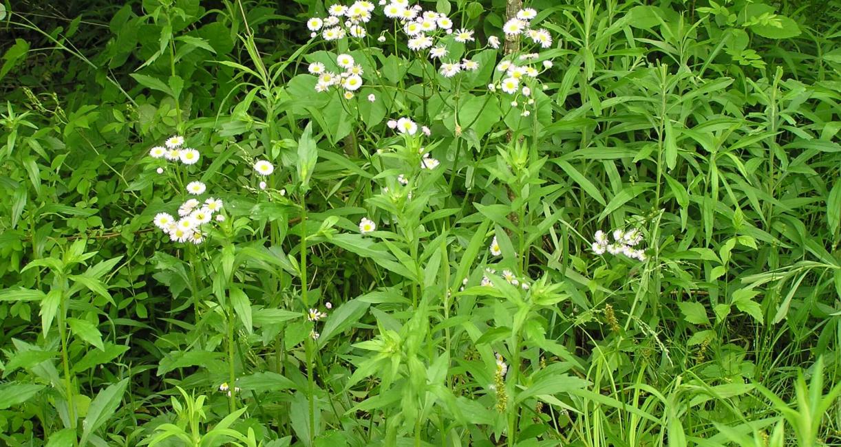 Daisy Fleabane habit