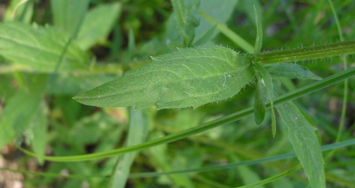 Daisy Fleabane leaves