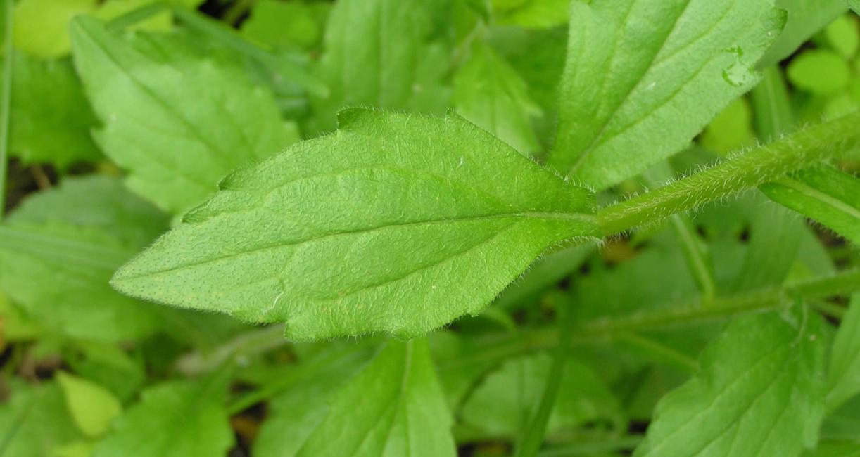 Daisy Fleabane leaves