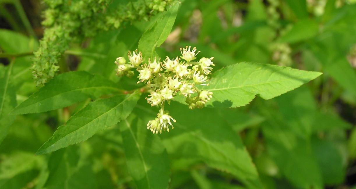 Ditch Stonecrop flower
