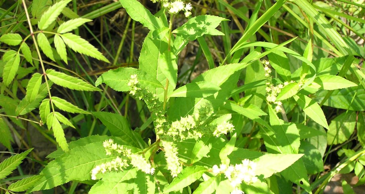 Ditch Stonecrop habit