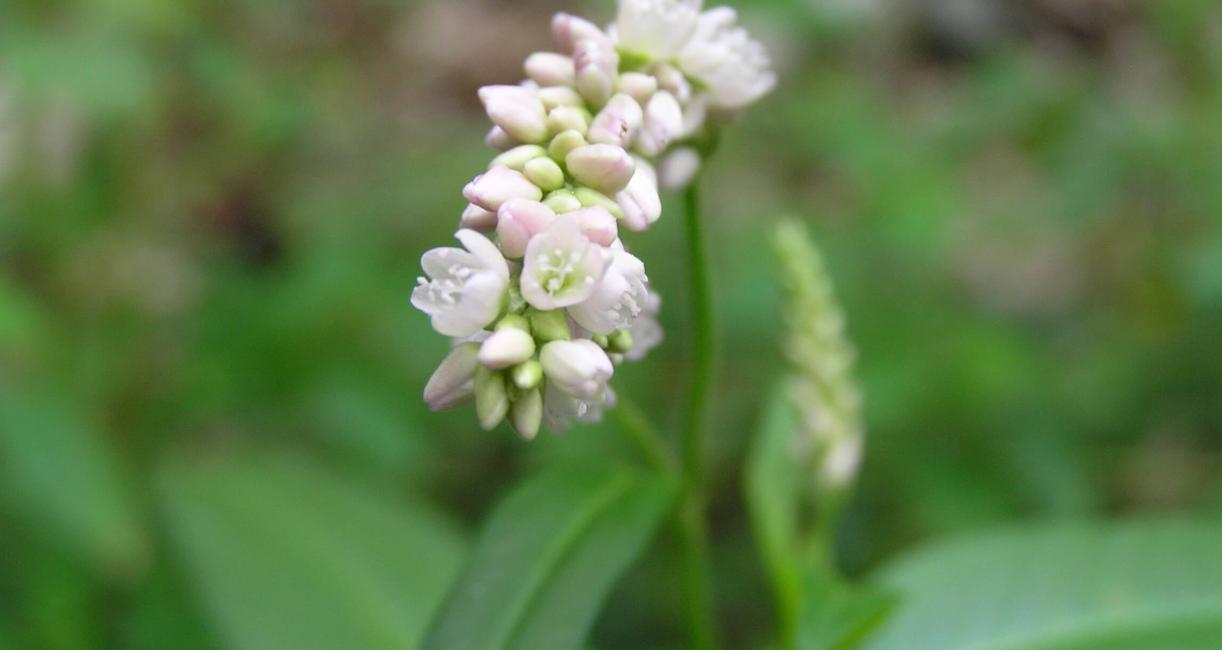 Dock Leaved Smartweed flower