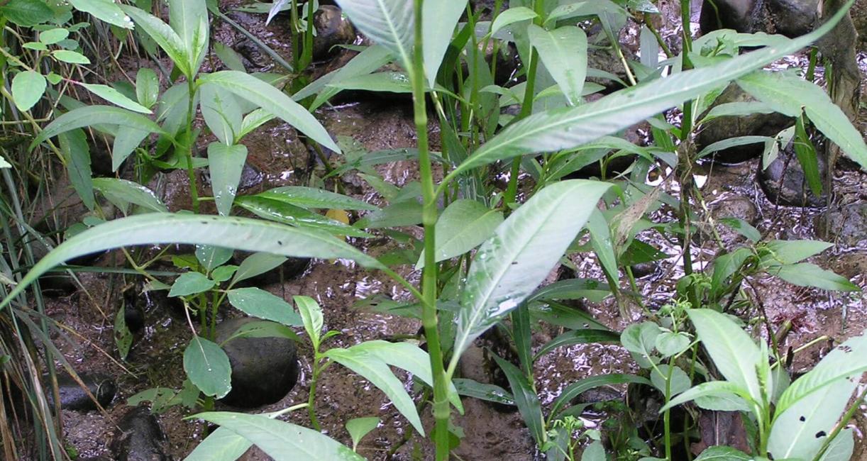 Dock Leaved Smartweed habit