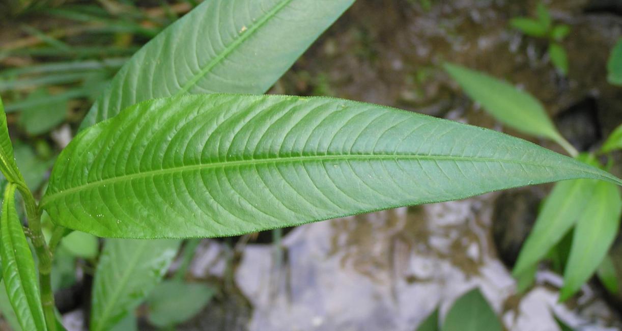 Dock Leaved Smartweed leaves