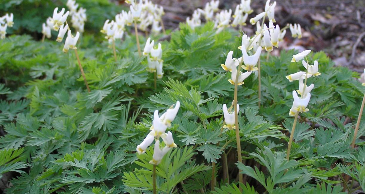Dutchmans Breeches habit
