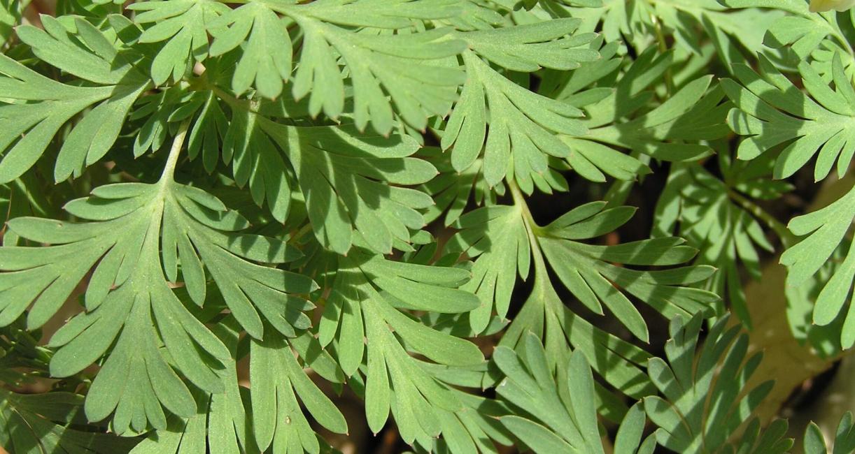 Dutchmans Breeches leaves