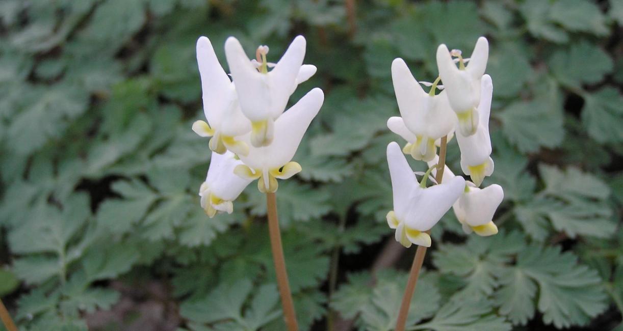 Dutchmans Breeches
