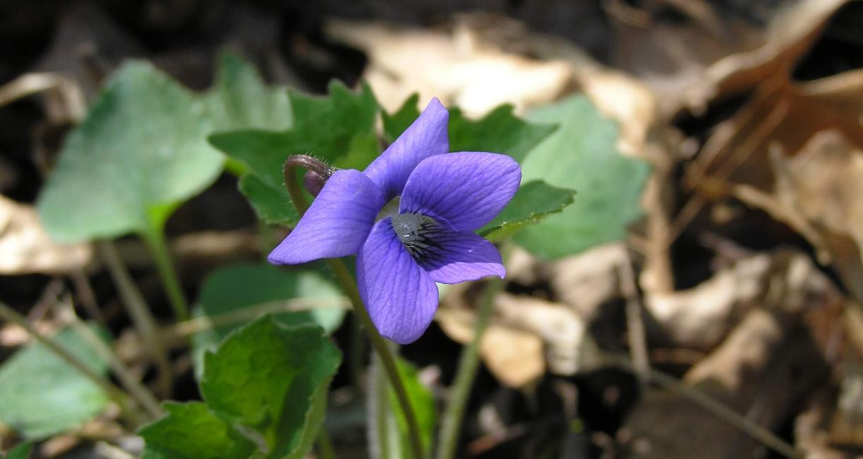 Early Blue Violet flower