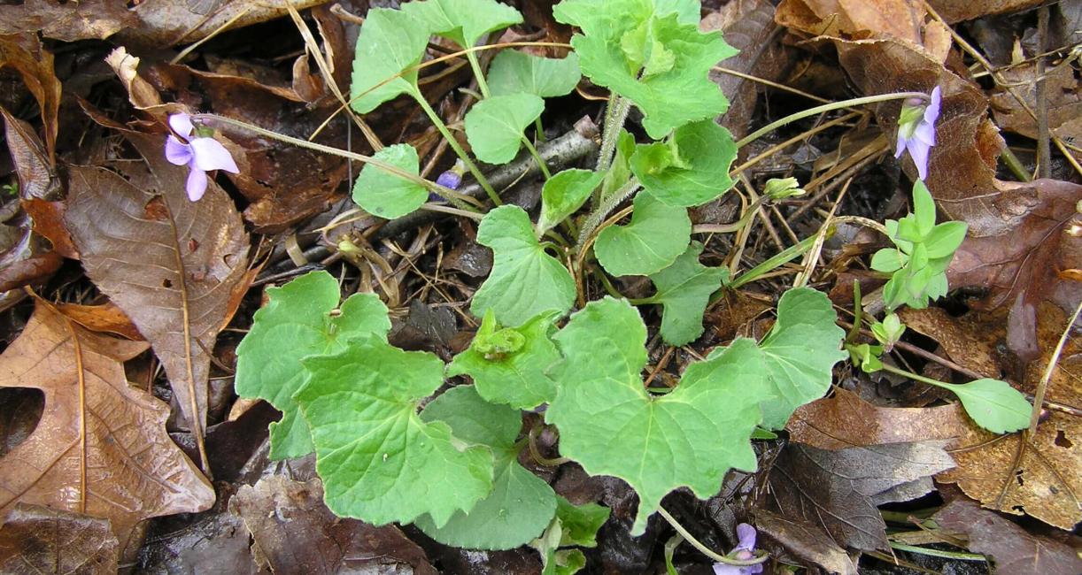 Early Blue Violet habit