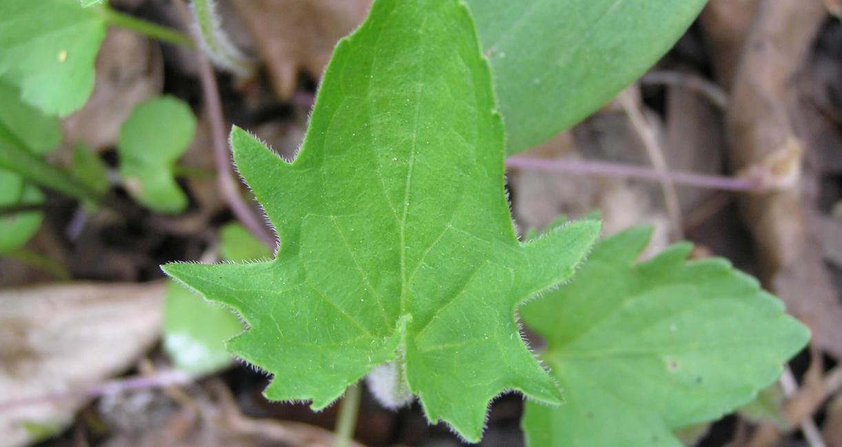 Early Blue Violet leaves