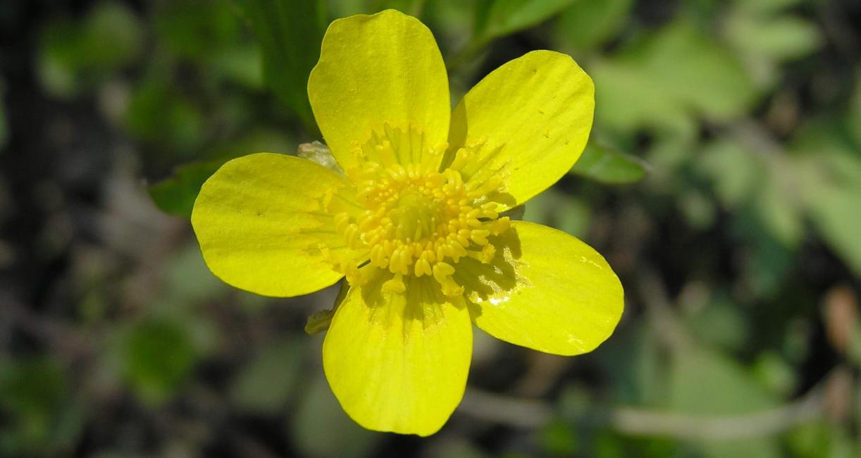 Early Buttercup flower