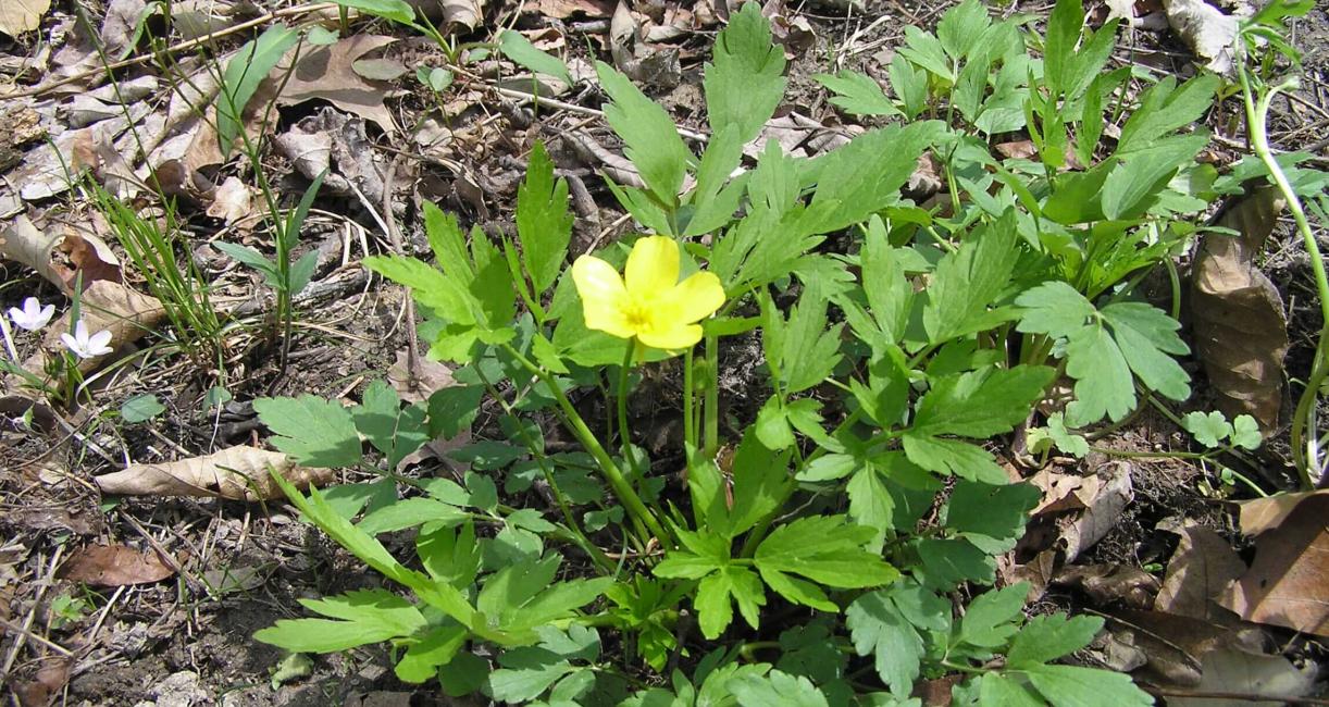 Early Buttercup habit