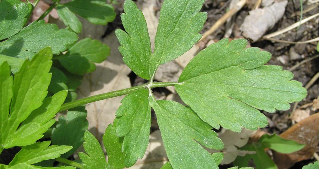 Early Buttercup leaves