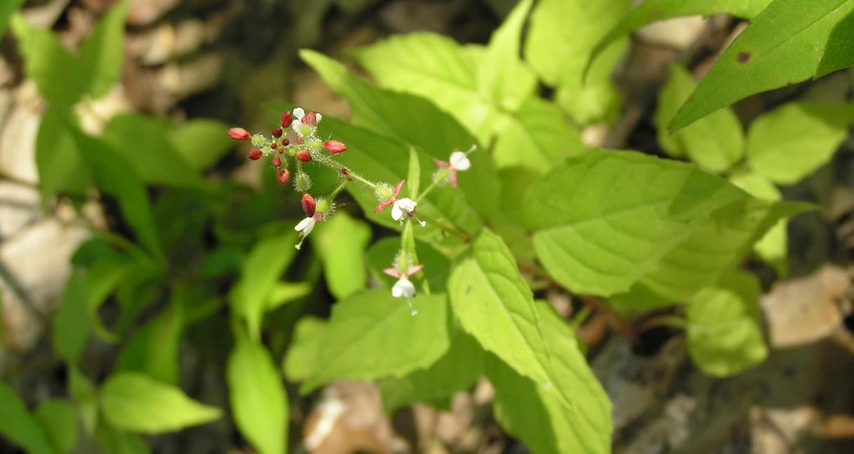 Enchanters Nightshade flower