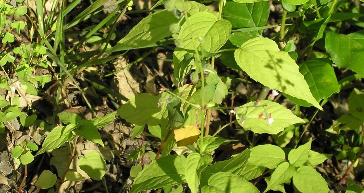 Enchanters Nightshade habit