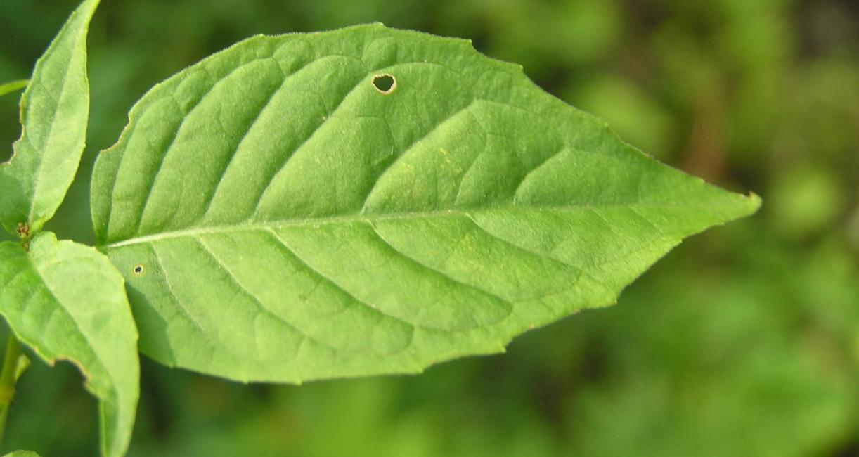 Enchanters Nightshade leaves
