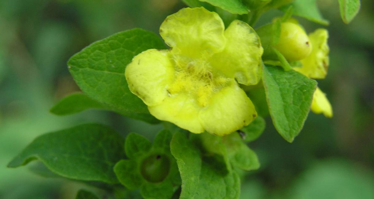 Entire Leaved False Foxglove flower