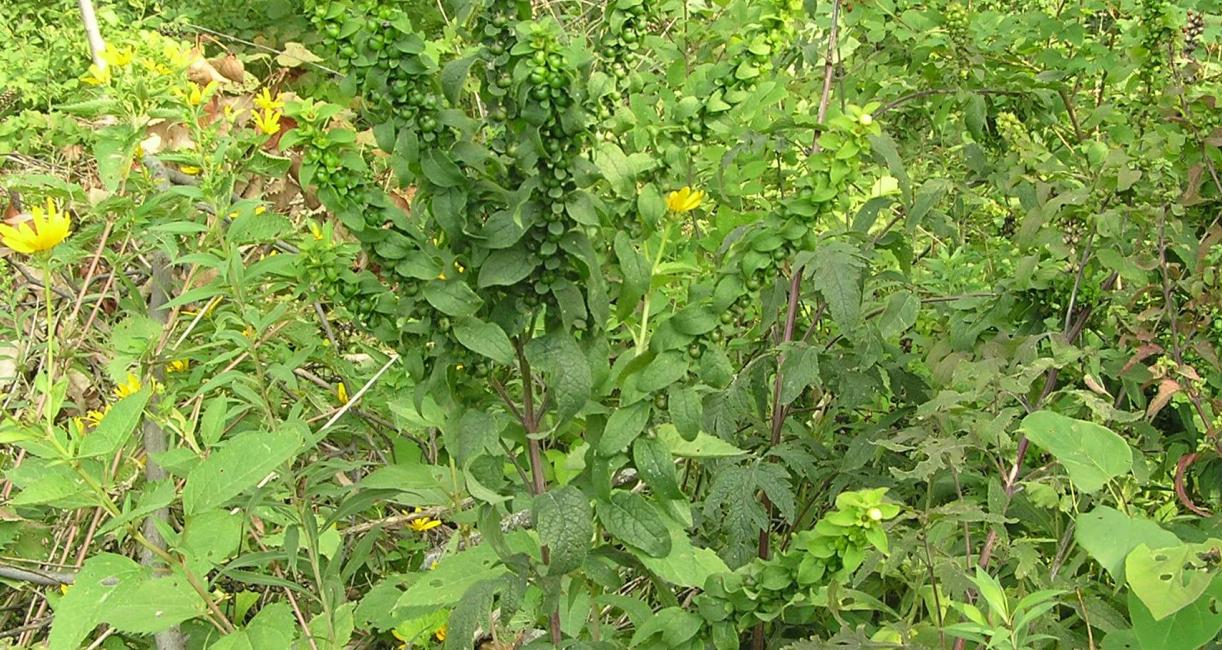 Entire Leaved False Foxglove habit