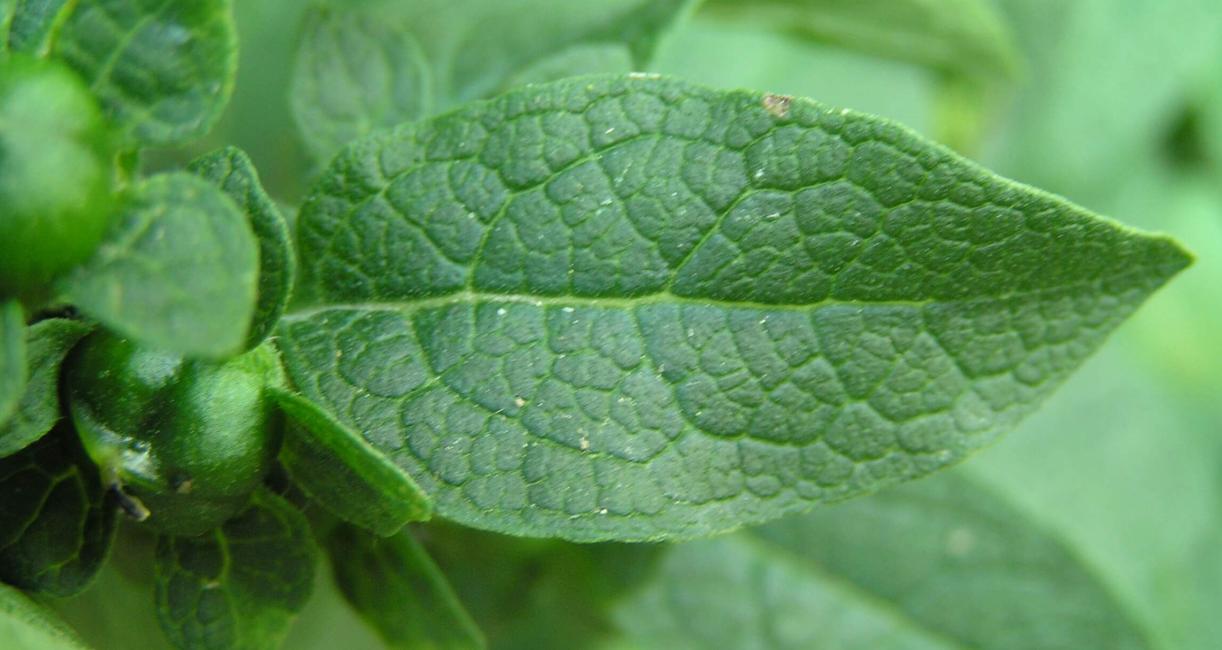 Entire Leaved False Foxglove leaves