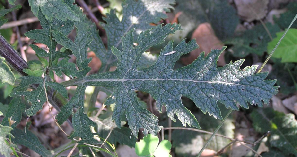 Entire Leaved False foxglove leaves