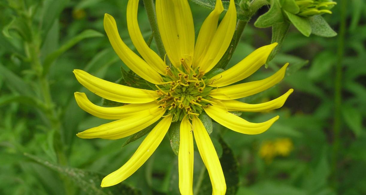 Entire Leaved Rosinweed flower