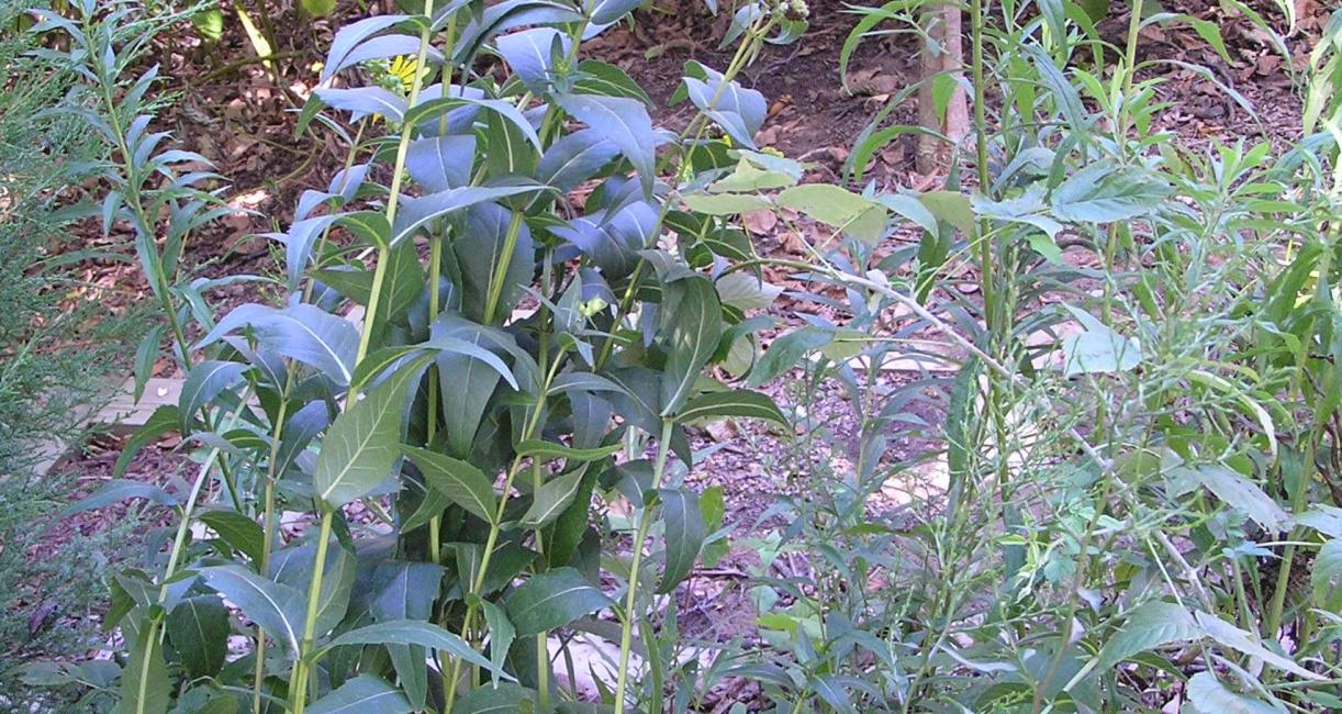 Entire Leaved Rosinweed habit
