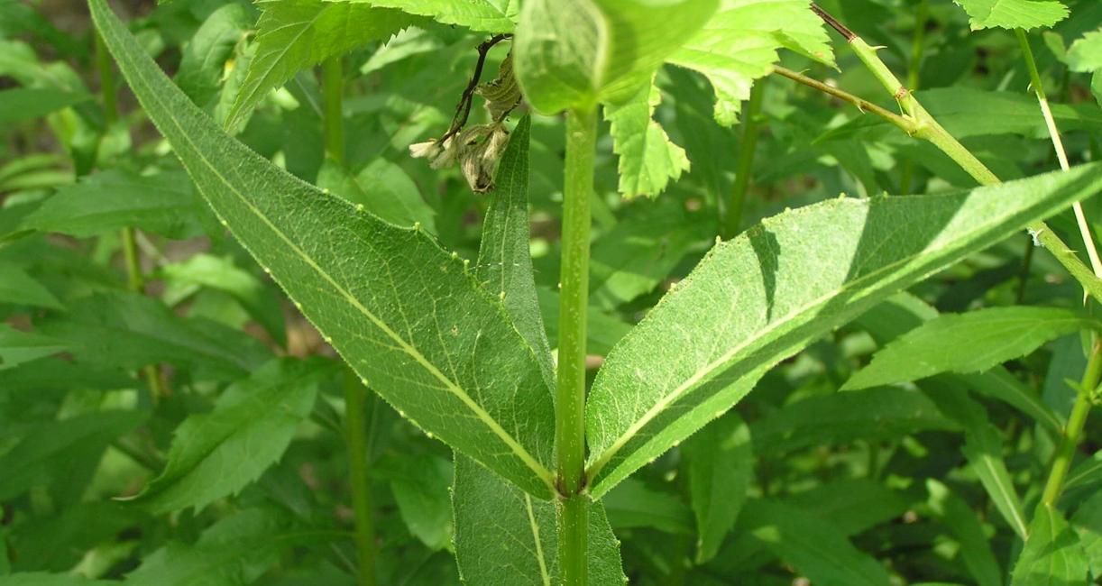 Entire Leaved Rosinweed leaves
