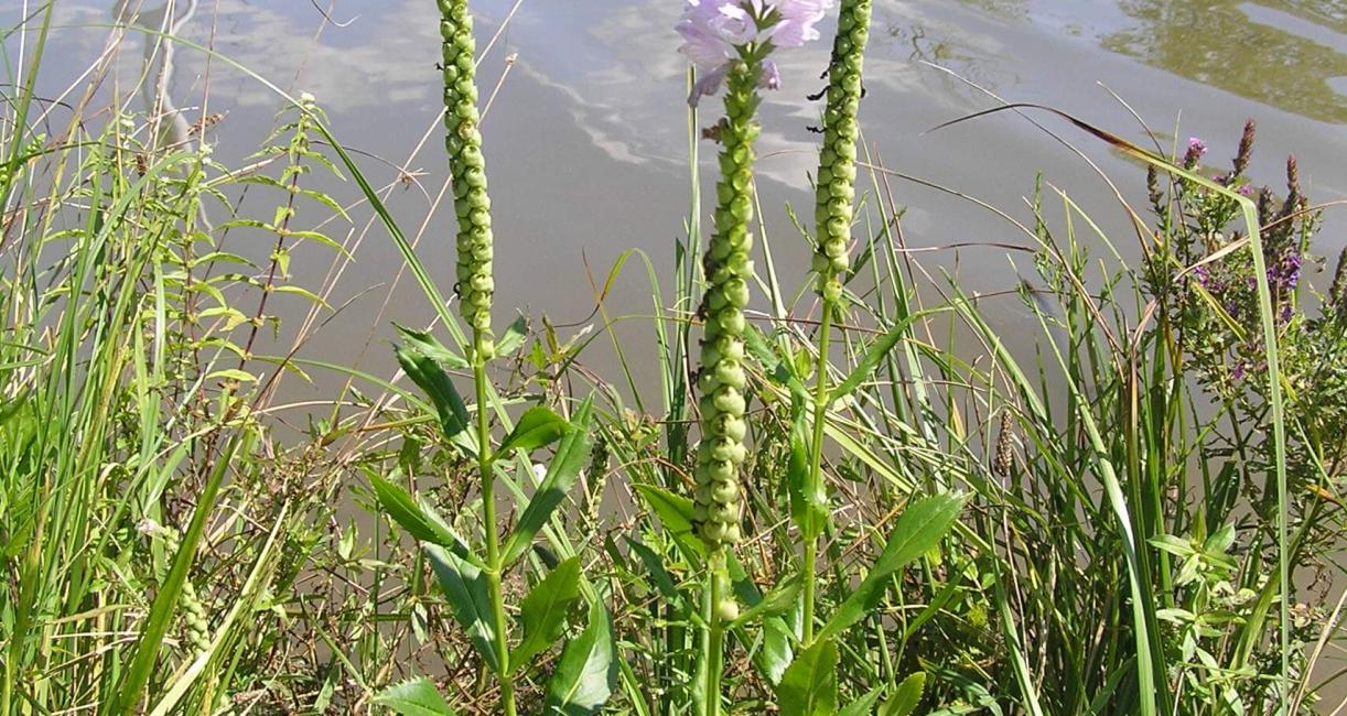 False Dragonhead habit