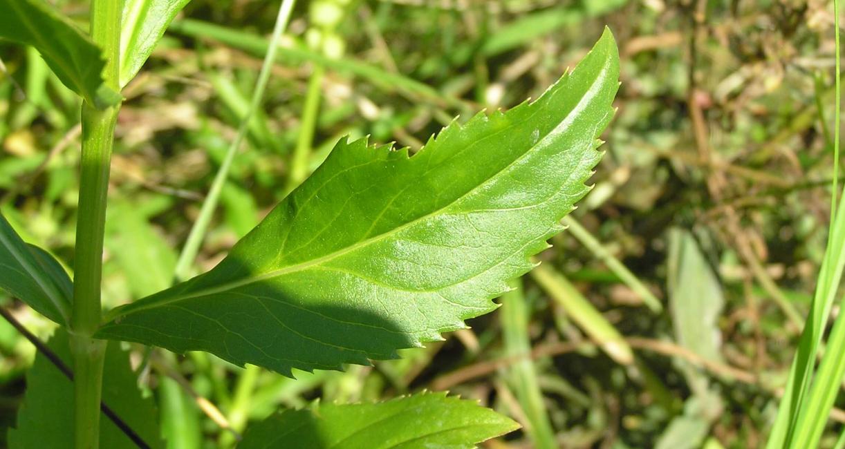 False Dragonhead leaves