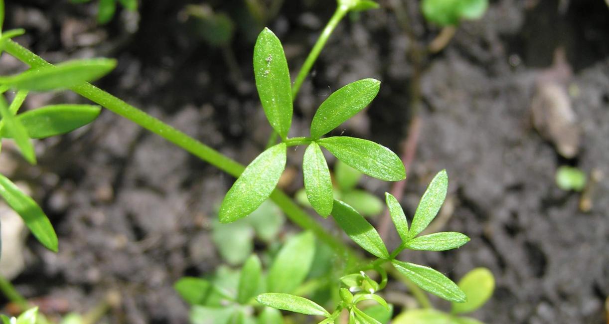 False Mermaid leaves