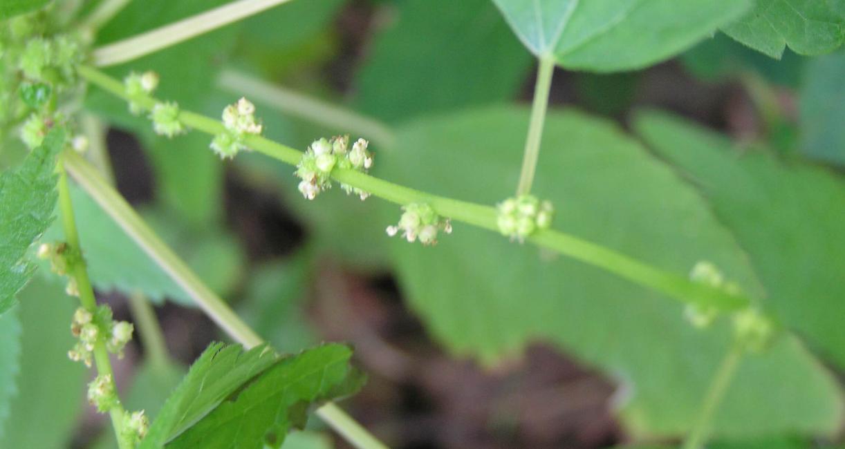 False Nettle flower