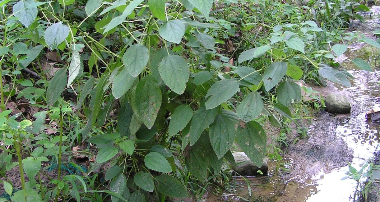 False Nettle habit