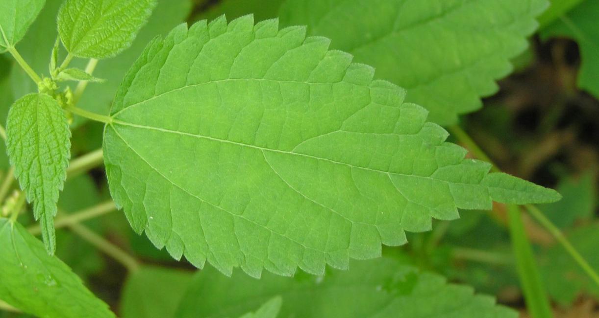 False Nettle leaves
