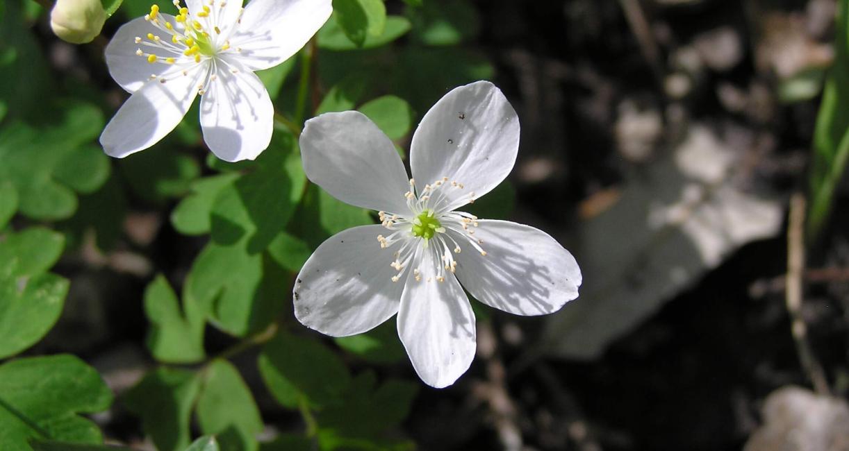 False Rue Anemone flower