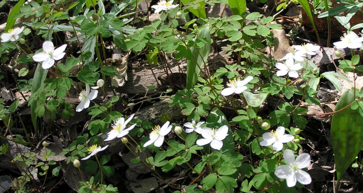 False Rue Anemone habit