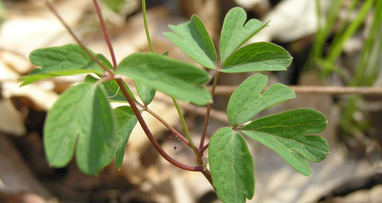 False Rue Anemone leaves