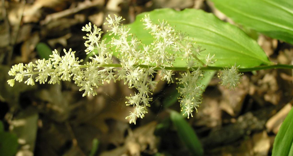 False Solomons Seal flower