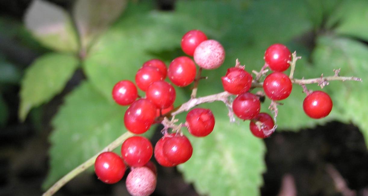 False Solomons Seal fruit