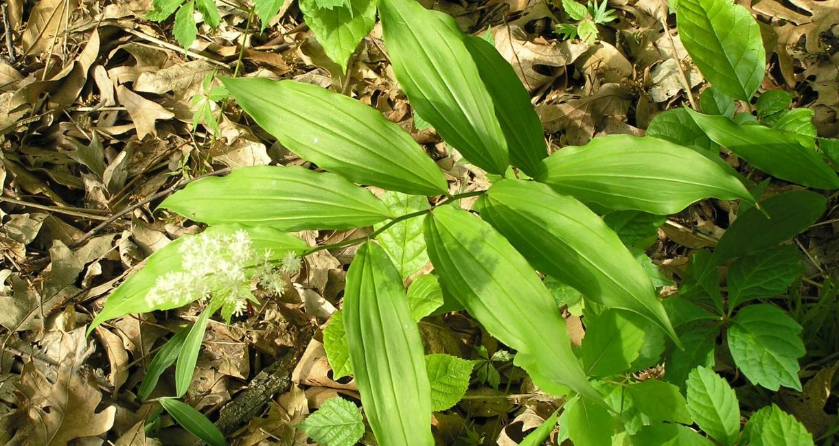 False Solomons Seal habit