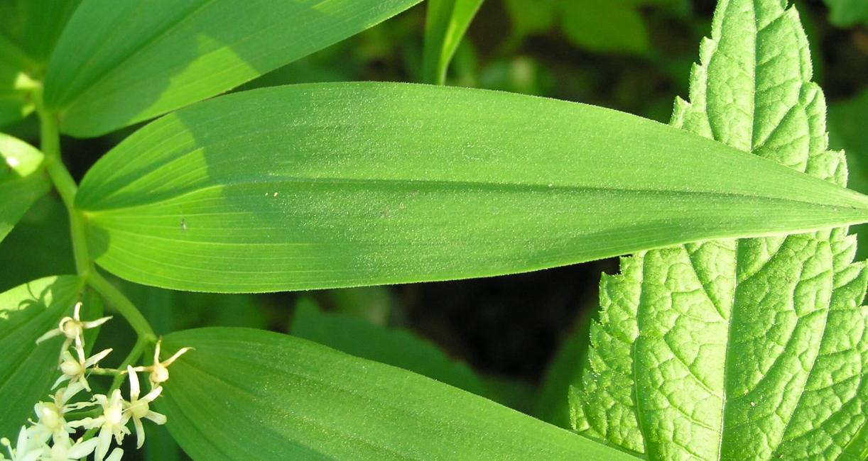 False Solomons Seal leaves